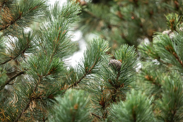 Branches of a swiss stone pine with stone pine cones