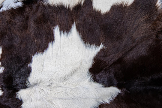  brown Cow skin coat with fur black white and brown spots