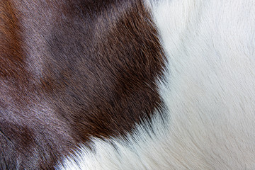  brown Cow skin coat with fur black white and brown spots
