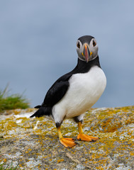 Atlantic Puffin Standing on Cliff's Rock  against Blue Sea Water Background, Portrait