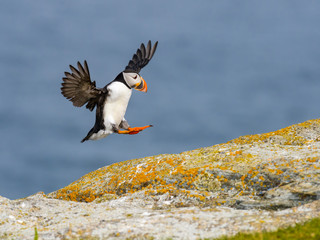 Atlantic Puffin Landing on Cliff's Rock  against Blue Sea Water Background, Portrait