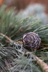 Branches of a swiss stone pine with stone pine cones