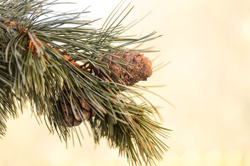 Branches of a swiss stone pine with stone pine cones