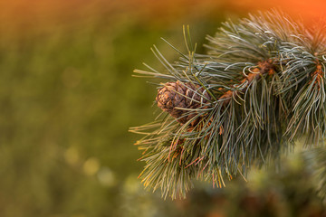 Branches of a swiss stone pine with stone pine cones