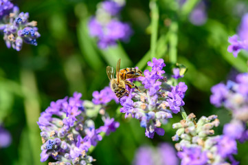 Bee (Apis) on lavender (Lavandula angustifolia) at a wild herb meadow.