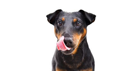 Portrait of funny dog breed Jagdterrier licking tongue isolated on white background