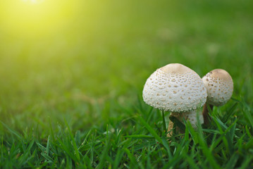 White mushrooms on the green grass