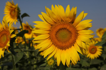 Obraz premium sunflower field