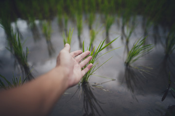 Rice field Young rice in the Asian growing season