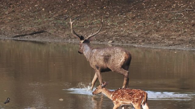 stag sambar deer wading in a waterhole at tadoba andhari tiger reserve in India