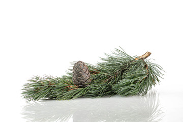 Branches of a swiss stone pine with stone pine cones
