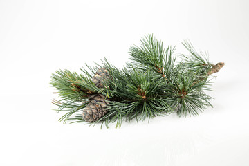 Branches of a swiss stone pine with stone pine cones