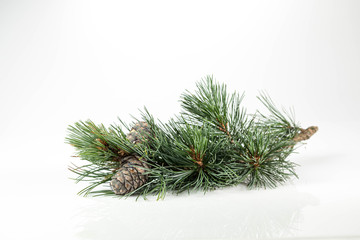 Branches of a swiss stone pine with stone pine cones