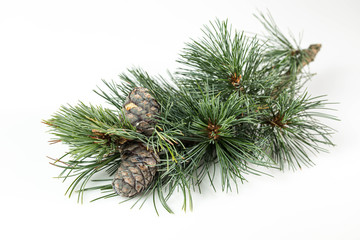 Branches of a swiss stone pine with stone pine cones