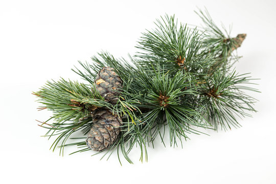Branches of a swiss stone pine with stone pine cones