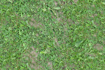 seamless grass texture, trampled grass on the ground, high resolution seamless texture