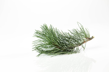 Branches of a swiss stone pine with stone pine cones