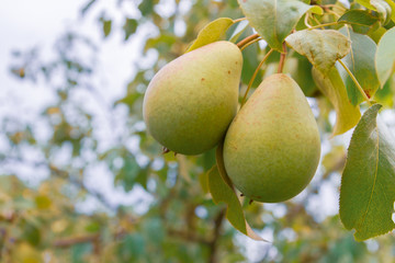 Pear hanging on a tree and Matures in late summer