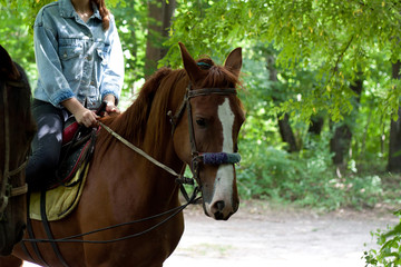Horse ride. Girl riding a brown horse in the forest on a summer sunny day