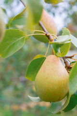 Pear hanging on a tree and Matures in late summer
