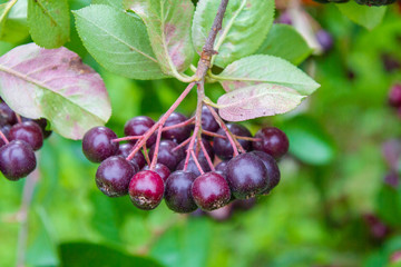 Chokeberry grows on a Bush in late summer