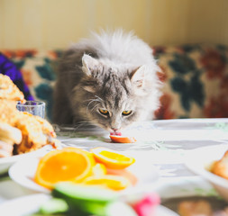 Grey cat near the table. Fluffy pet wants to steal some food. hungry animals at home.