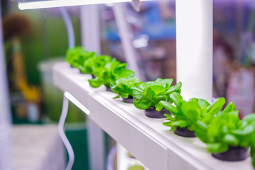 Green plants growing in pots at laboratory. Hydroponic gardening system, ecology and science concept
