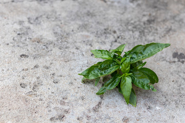 Beautiful tree growing on cement floor. Small tree grows through cracked floor.