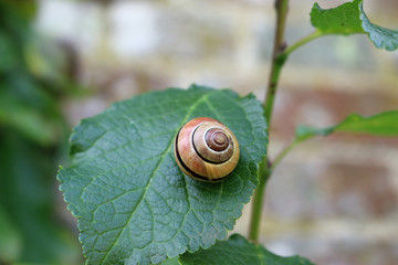 Grove snail on leaf