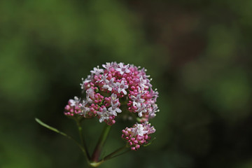 Catweed Plant ; Valeriana Officinalis