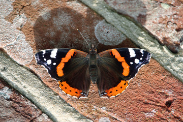 Fototapeta na wymiar Red admiral butterfly on wall