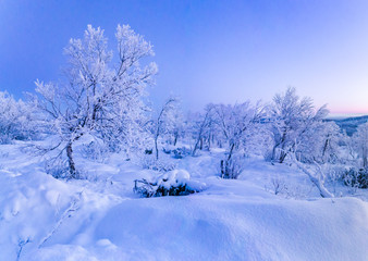 winter mountain landscape with fir trees and snow