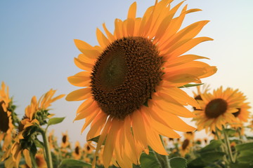 Obraz premium 座間ひまわり畑の花