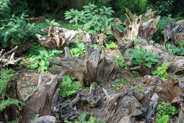 Stumpery with ferns