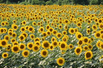 座間ひまわり畑の花