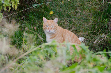 Red cat for a walk in the forest