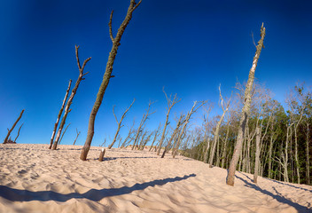 Slowinski National Park is situated on the Baltic Sea coast, near Leba, Poland. Desert landscape...