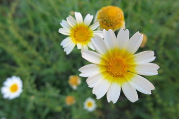 Fototapeta premium summer daisy flower background