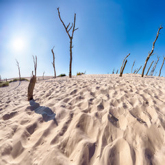 Slowinski National Park is situated on the Baltic Sea coast, near Leba, Poland. Desert landscape...