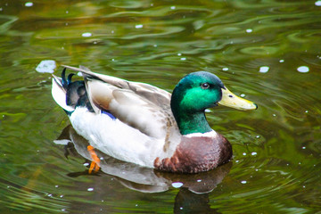 Mallard on river