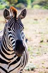 Zebra South Africa National Park