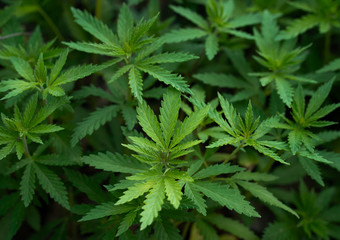 Background of young shoots of marijuana. Growing organic cannabis on the farm. Wallpaper of marijuana.