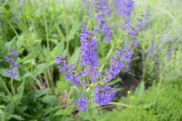 Closeup Salvia pratensis known as meadow clary with blurred background on meadow