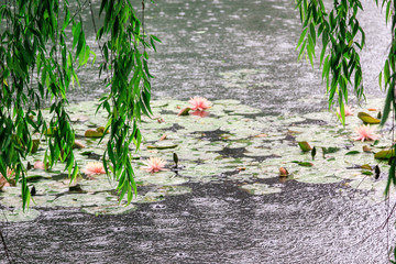 pond with water lilies raining