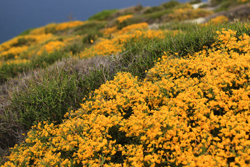 Beautiful views of nature in the area of Agia Pelagia, Crete, Greece