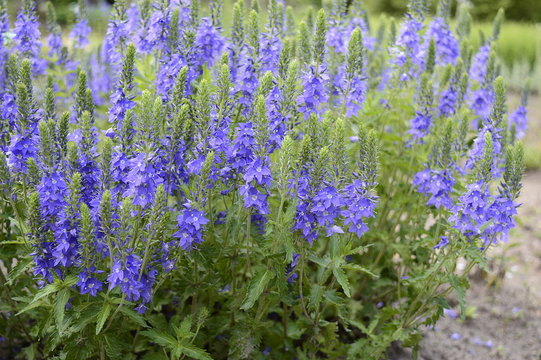 Closeup veronica austriaca subsp. teucrium commonly known as broadleaf speedwell with blurred background in garden