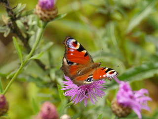Fototapeta na wymiar butterfly peacock eye drinks nectar on flowers