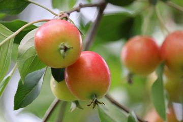 Red apples on a tree in a summer garden, selective focus. Ripe apple fruit hanging on branch with leaves