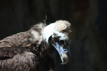 portrait of black vulture against black background