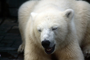 Fototapeta na wymiar Close up portrrait of polar bear against dark background